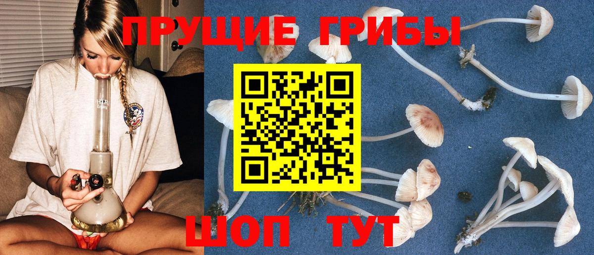 Мирный  Псилоцибиновые грибы Psilocybe  Псилоцибиновые грибы Cubensis  Вход с VPN 